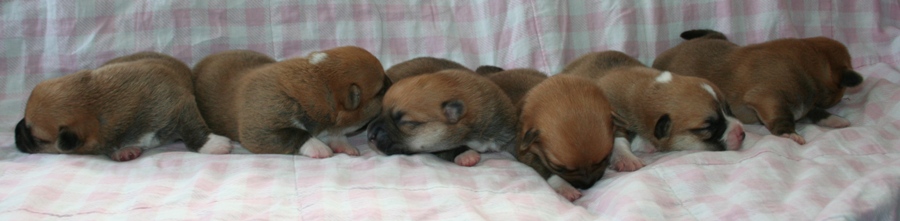 Puppies